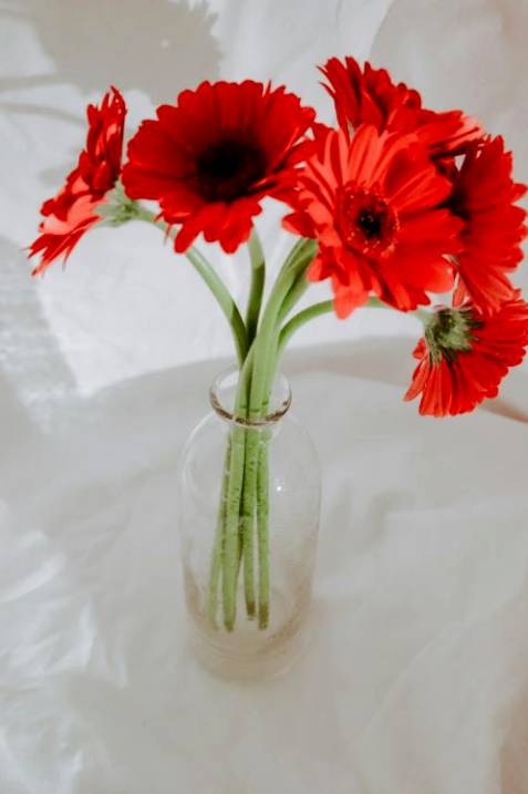 Botanical installation 1
