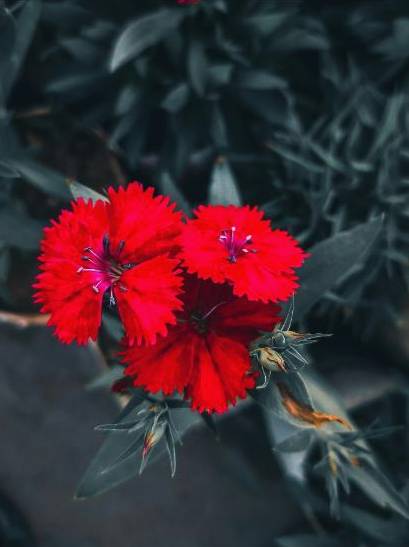 Student bouquet 3